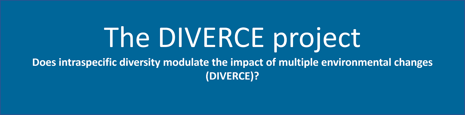 The DIVERCE project